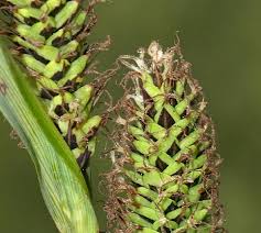 Attēlu rezultāti vaicājumam “Carex acutiformis flower”