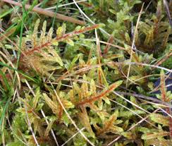 Attēlu rezultāti vaicājumam “Pleurozium schreberi sporophyte”