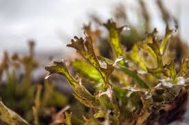 Attēlu rezultāti vaicājumam “Cetraria islandica”