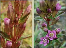 Attēlu rezultāti vaicājumam “Gentianella amarella”