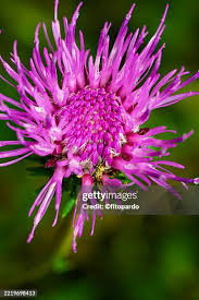 Image result for Centaurea nigra