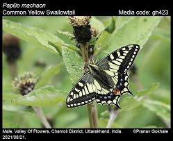 Attēlu rezultāti vaicājumam “Papilio machaon upperside”