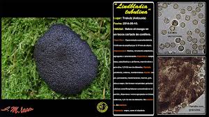 Attēlu rezultāti vaicājumam “Lindbladia tubulina”