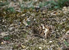 Attēlu rezultāti vaicājumam “Hipparchia semele underside”