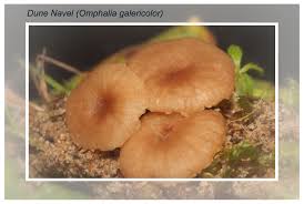 Attēlu rezultāti vaicājumam “Lycogala asperum young”