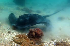 Image result for Bathytoshia brevicaudata