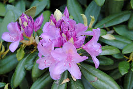 Attēlu rezultāti vaicājumam “Rhododendron catawbiense”