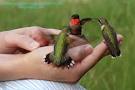 Hand Feeding Hummingbirds by The Hummingbird Lady