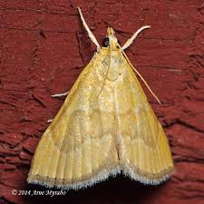 Attēlu rezultāti vaicājumam “Crambidae”