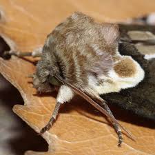 Attēlu rezultāti vaicājumam “Thyatira batis imago”