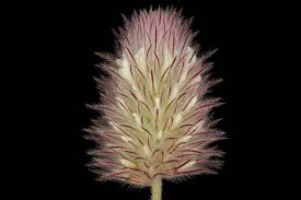 Attēlu rezultāti vaicājumam “Trifolium arvense fruit”