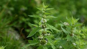 Attēlu rezultāti vaicājumam “Lycopus europaeus”