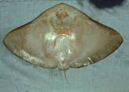 Image result for Gymnura micrura