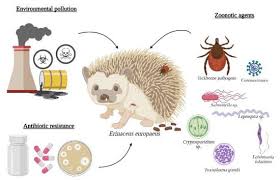 Attēlu rezultāti vaicājumam “Erinaceus sp.”