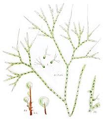 Attēlu rezultāti vaicājumam “Chaetophora pisiformis”