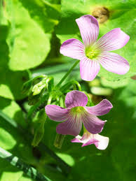 Attēlu rezultāti vaicājumam “Oxalis corniculata fruit”
