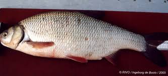 Attēlu rezultāti vaicājumam “Leuciscus idus”