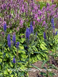 Attēlu rezultāti vaicājumam “Veronica longifolia”