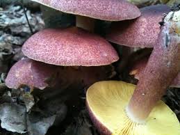 Attēlu rezultāti vaicājumam “Tricholomopsis rutilans”