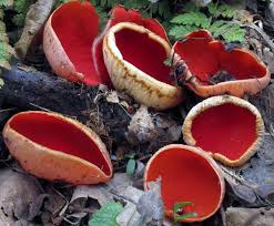 Attēlu rezultāti vaicājumam “Sarcoscypha austriaca”