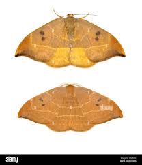 Attēlu rezultāti vaicājumam “Watsonalla binaria”