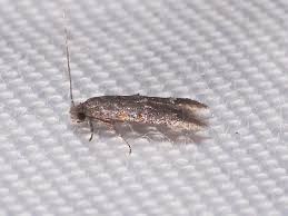 Attēlu rezultāti vaicājumam “Tineidae”