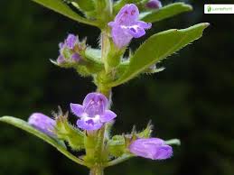 Attēlu rezultāti vaicājumam “Acinos arvensis flower”