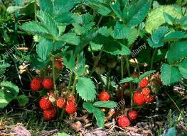 Attēlu rezultāti vaicājumam “Fragaria viridis fruit”