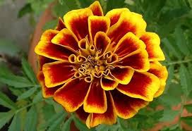 Attēlu rezultāti vaicājumam “Tagetes flower”