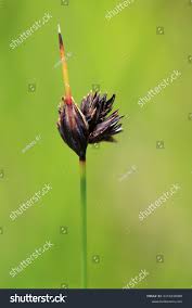 Attēlu rezultāti vaicājumam “Schoenus ferrugineus bud”