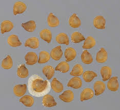 Attēlu rezultāti vaicājumam “Spergularia marina”