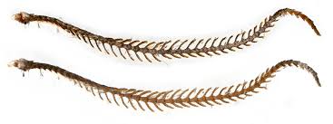 Attēlu rezultāti vaicājumam “Macaria wauaria”