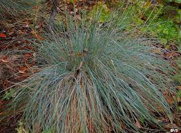 Attēlu rezultāti vaicājumam “Festuca psammophila”