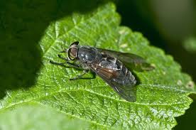 Attēlu rezultāti vaicājumam “Tabanidae”