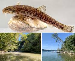 Attēlu rezultāti vaicājumam “Barbatula barbatula”