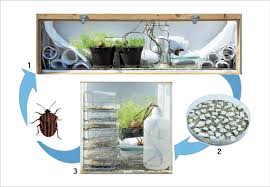 Attēlu rezultāti vaicājumam “Graphosoma lineatum nymph”