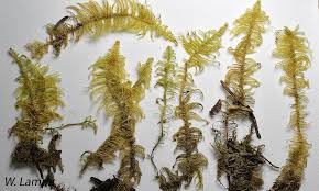 Attēlu rezultāti vaicājumam “Ptilium crista-castrensis”