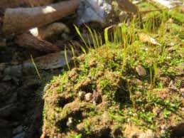 Attēlu rezultāti vaicājumam “Aloina rigida”