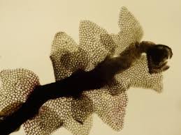 Attēlu rezultāti vaicājumam “Lophozia laxa”