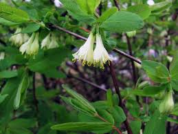 Attēlu rezultāti vaicājumam “Lonicera caerulea var. pallasii flower”