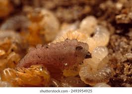 Attēlu rezultāti vaicājumam “Phengaris arion underside”