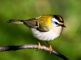 Attēlu rezultāti vaicājumam “Regulus regulus”