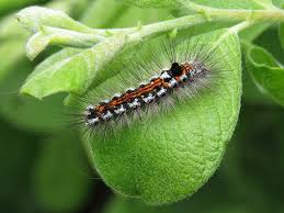 Attēlu rezultāti vaicājumam “Euproctis similis larva”