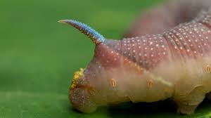 Attēlu rezultāti vaicājumam “Mimas tiliae”