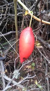 Attēlu rezultāti vaicājumam “Podophyllum hexandrum fruit”