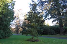 Attēlu rezultāti vaicājumam “Abies koreana”