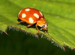 Attēlu rezultāti vaicājumam “Calvia decemguttata”