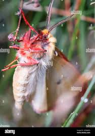 Attēlu rezultāti vaicājumam “Diacrisia sannio female”