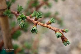 Attēlu rezultāti vaicājumam “Larix kaempferi female flower”