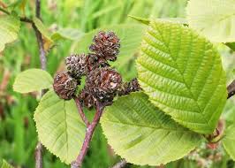 Attēlu rezultāti vaicājumam “Alnus”
